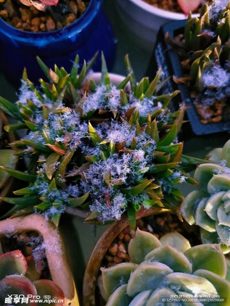 多肉 雪景
