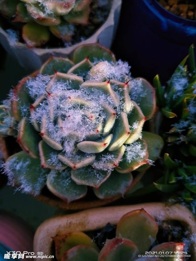 多肉 雪景