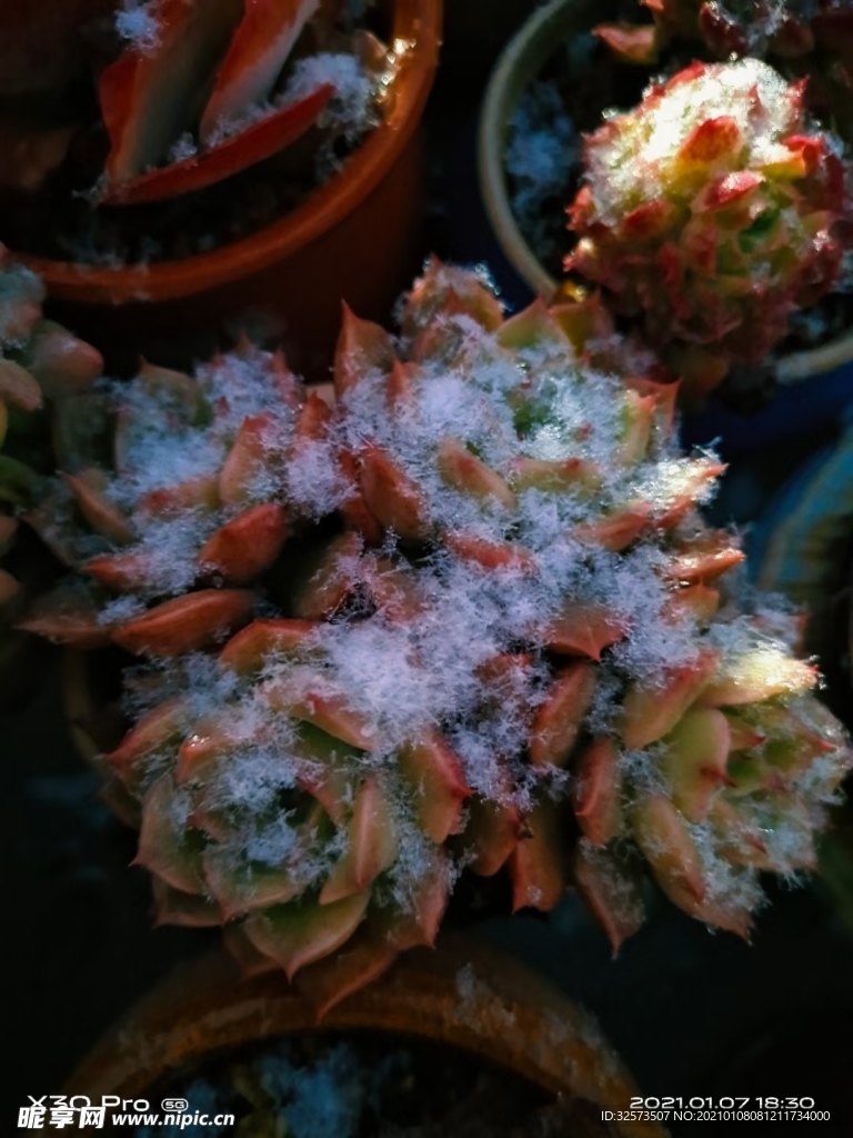 多肉 雪景