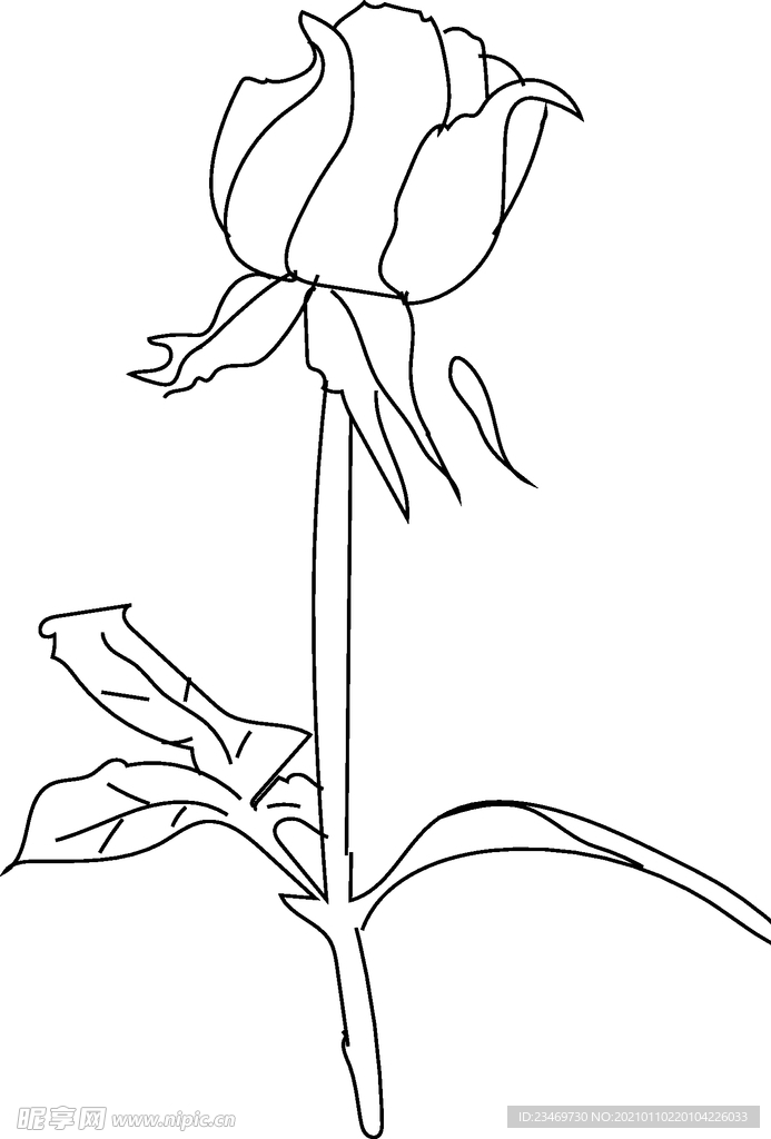 玫瑰