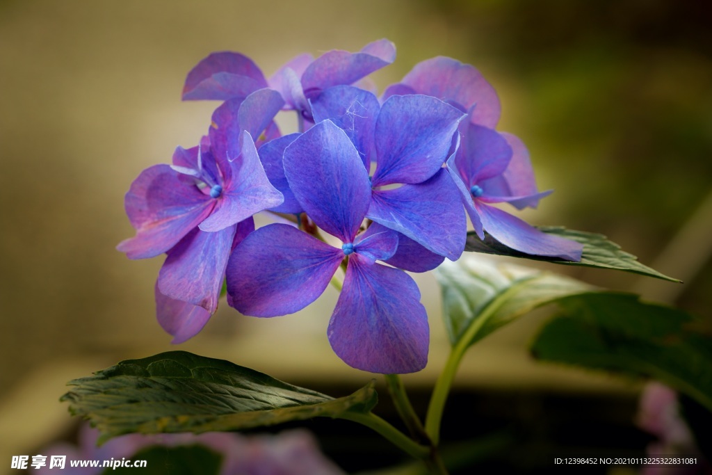 美丽的绣球八仙花