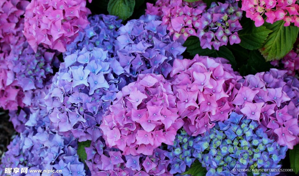 美丽的绣球八仙花