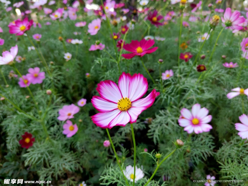小粉花
