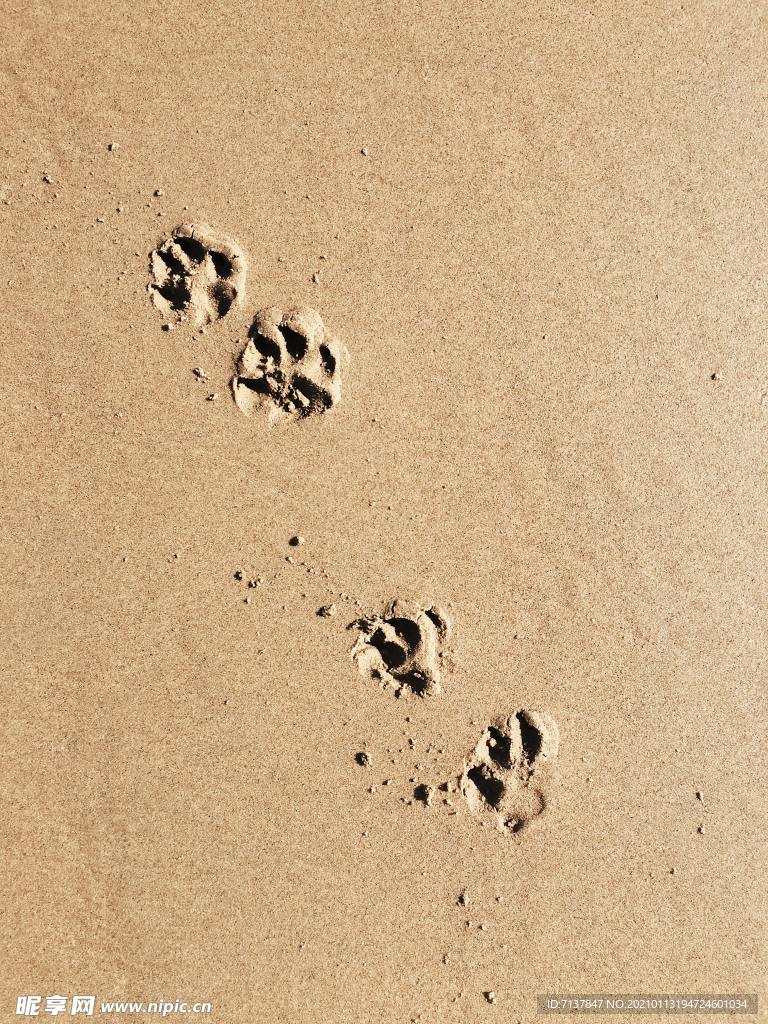 沙滩狗脚印
