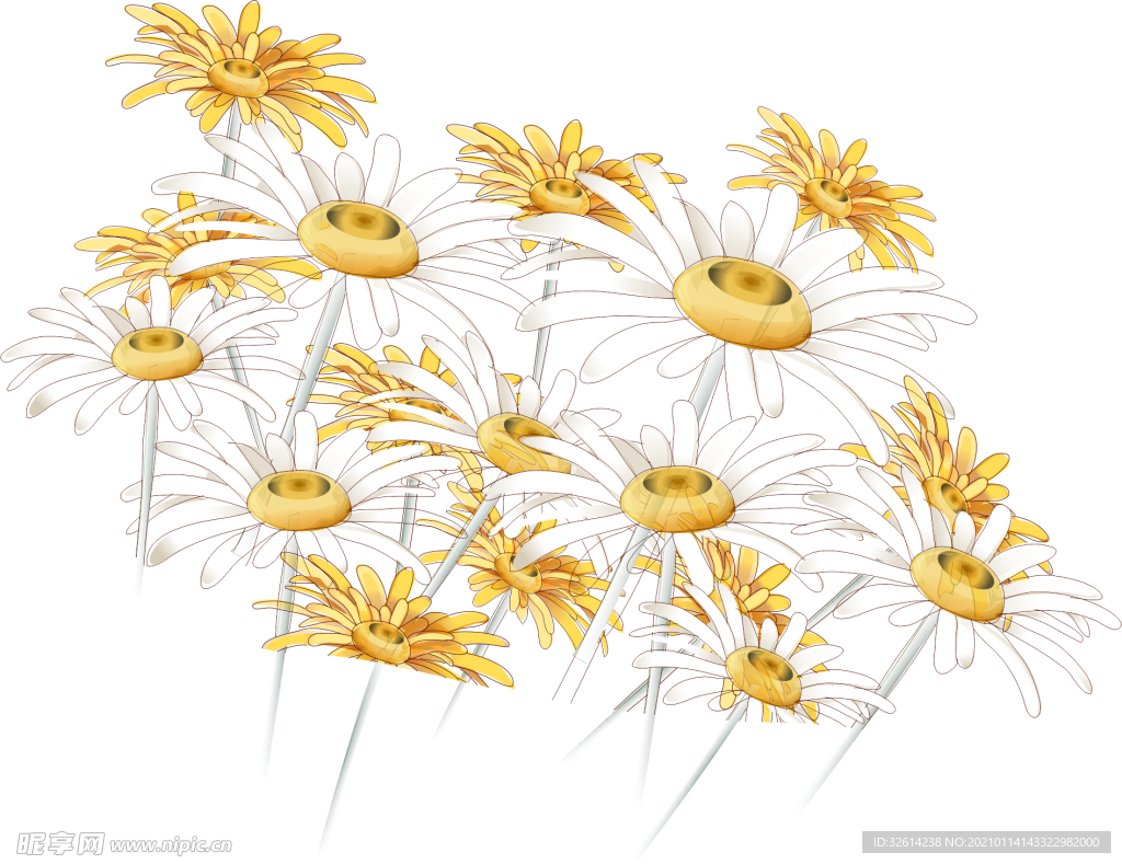 菊花