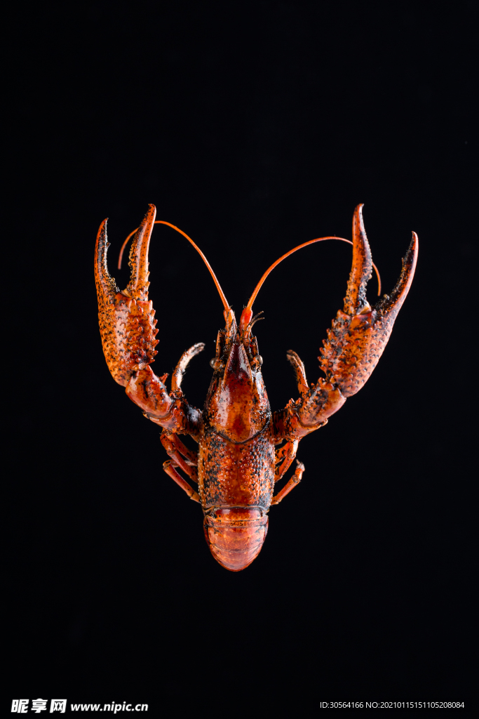小龙虾美食食材背景素材