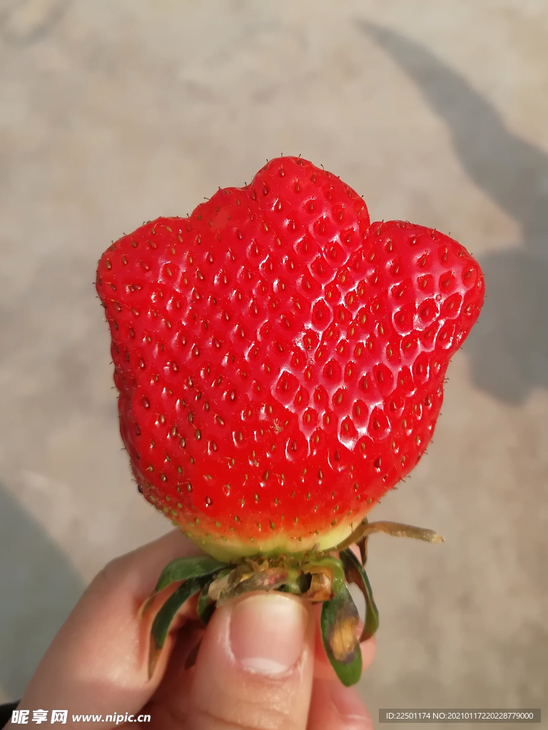 草莓