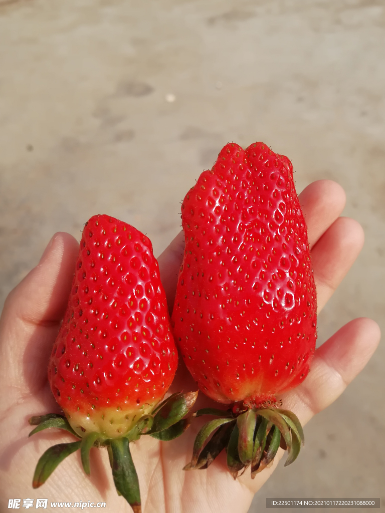 草莓