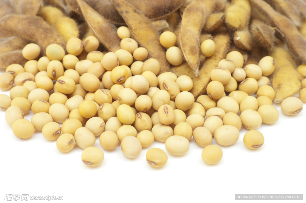 黄豆