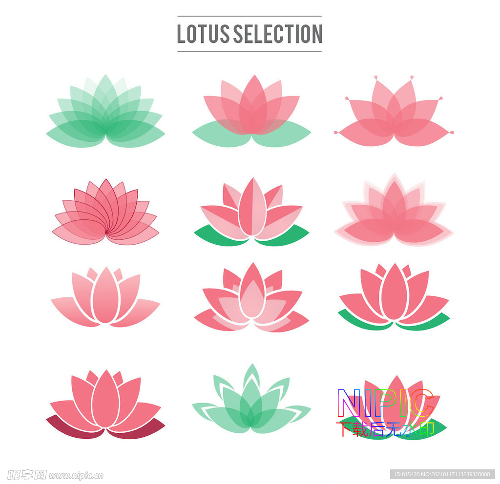 荷花