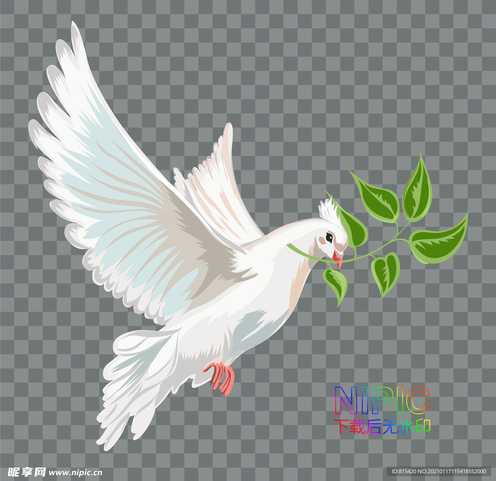 鸽子