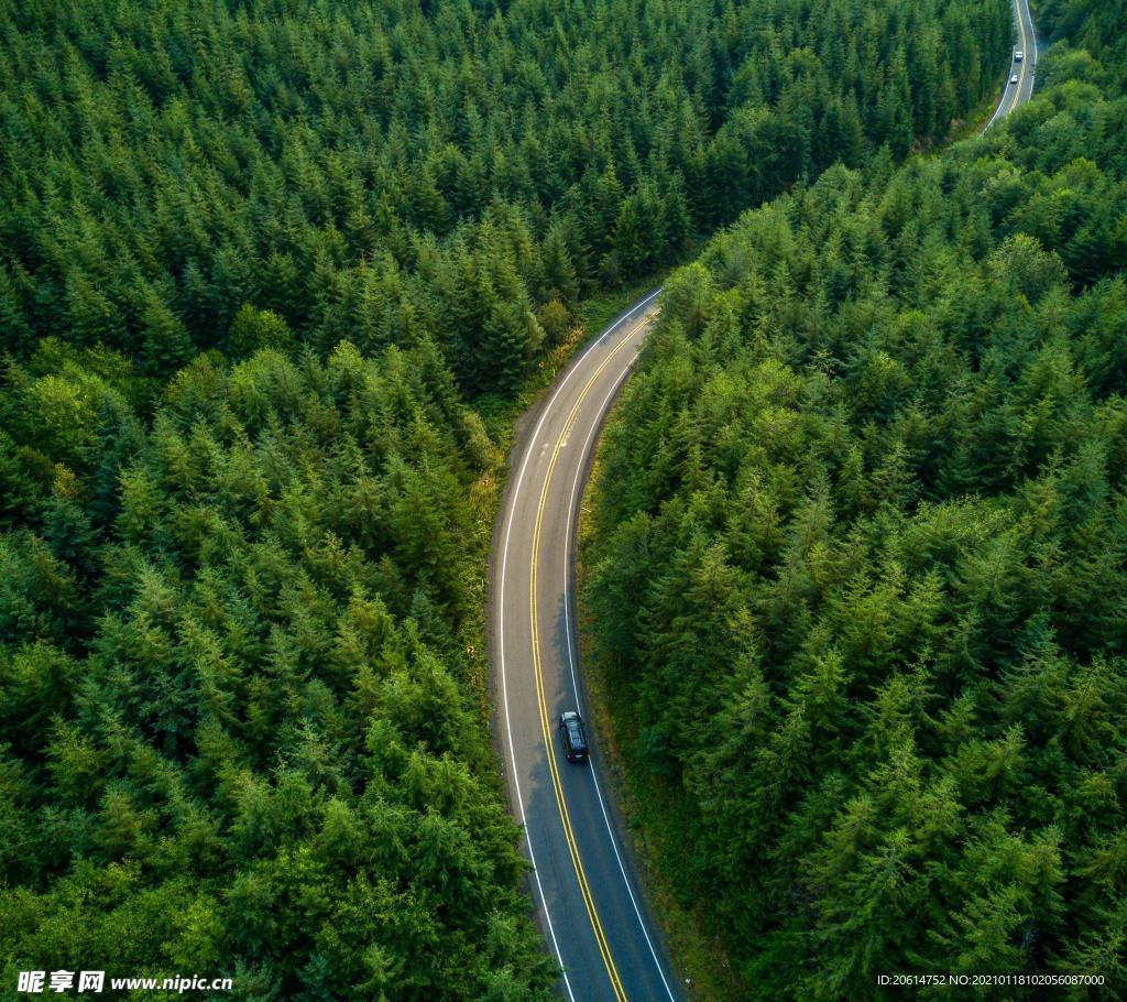 穿越丛林的公路