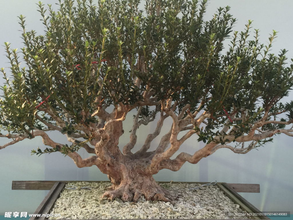 盆景