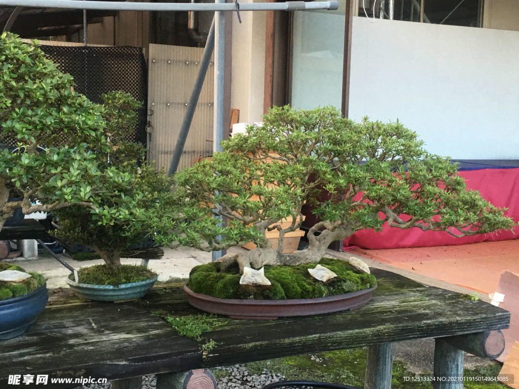 盆景