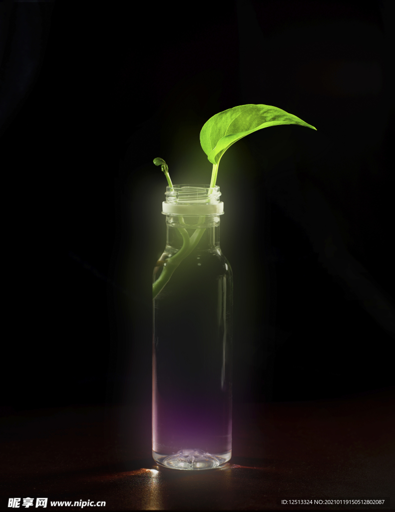 嫩芽
