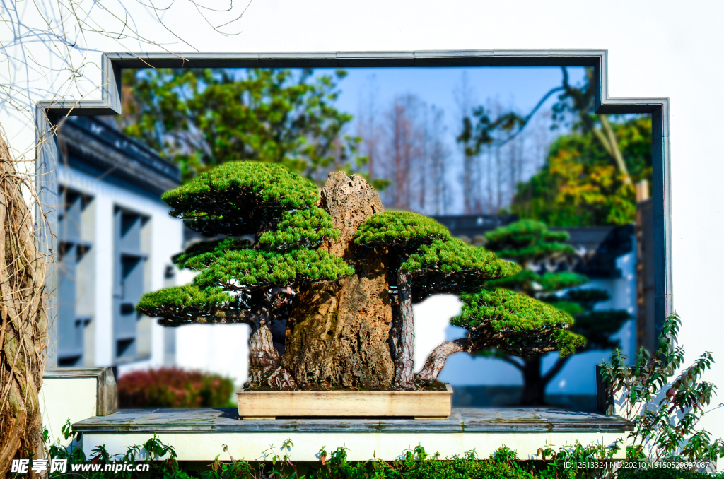 盆景
