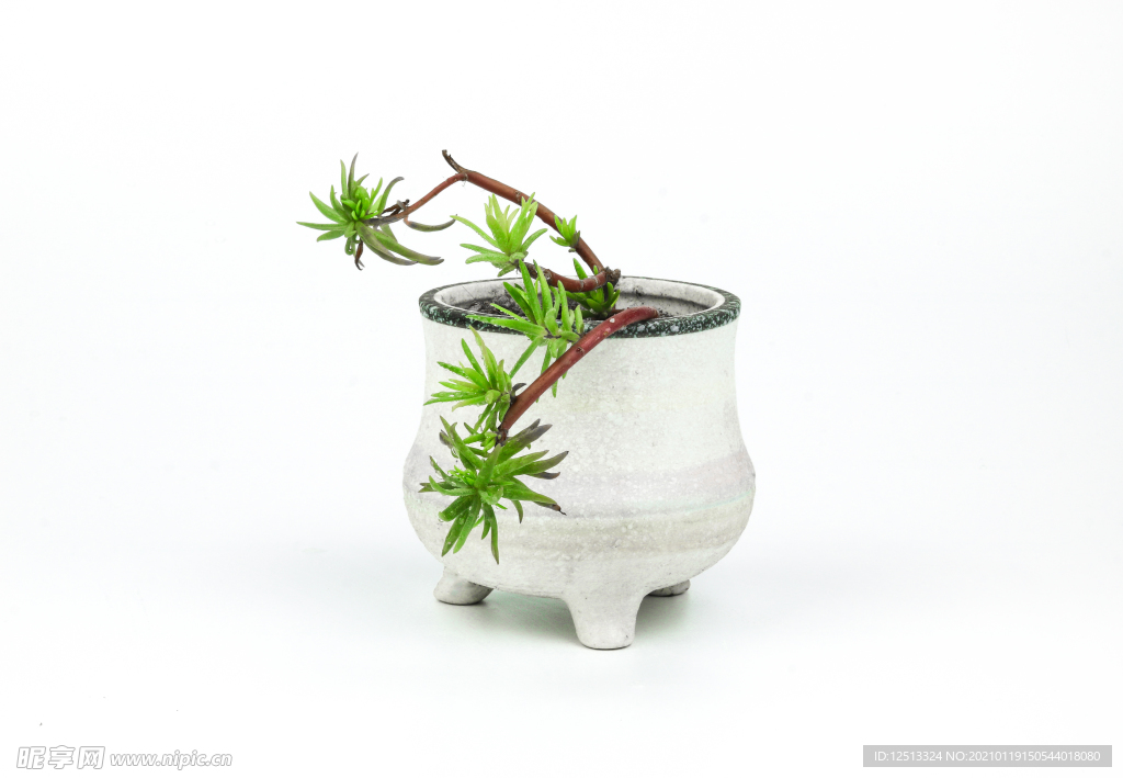盆栽