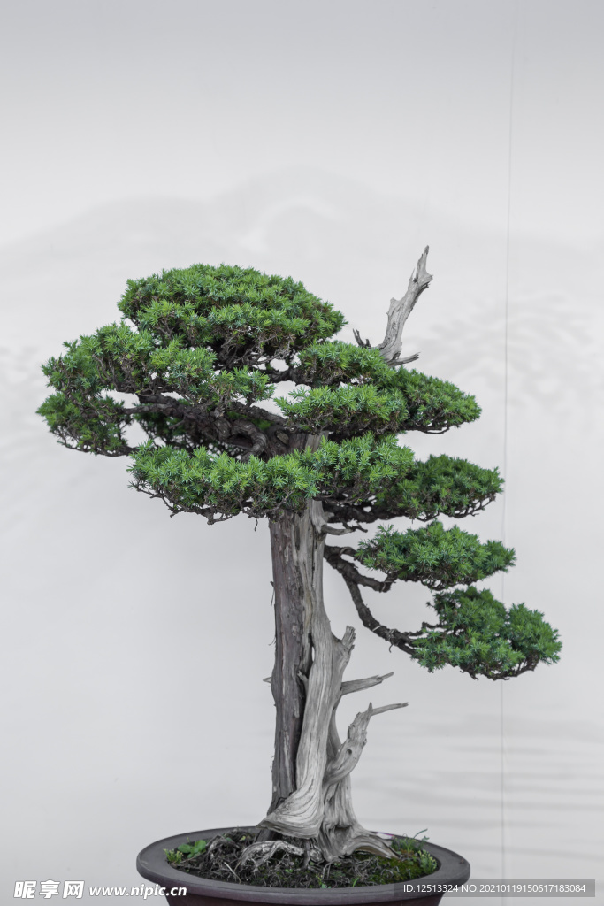盆景