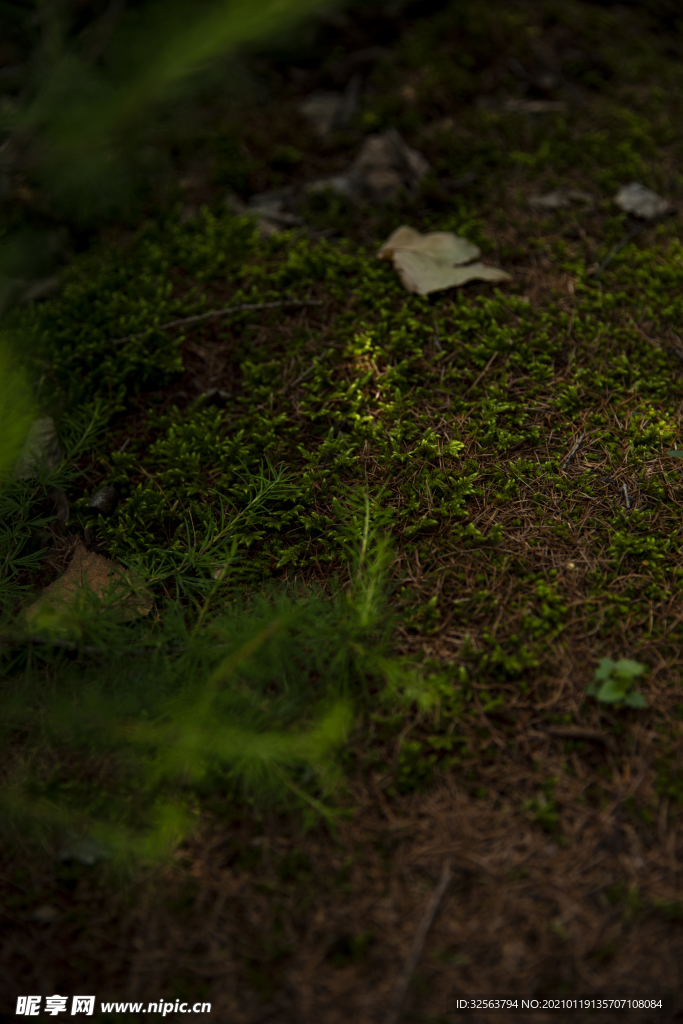 苔藓