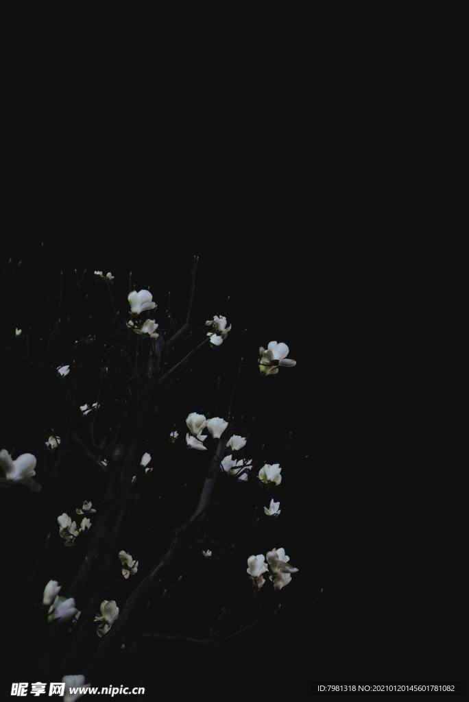 白玉兰