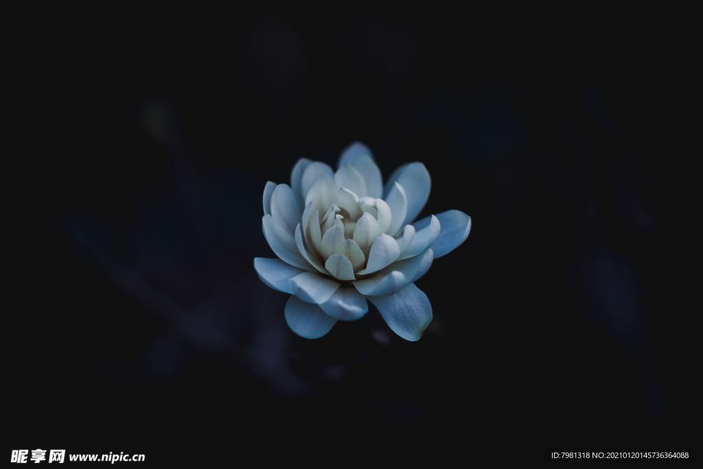 白玉兰
