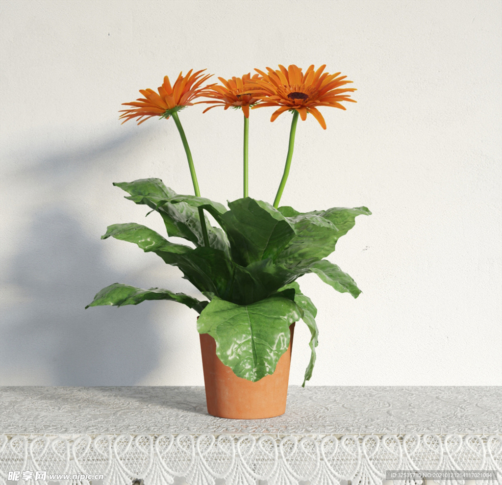 非洲菊