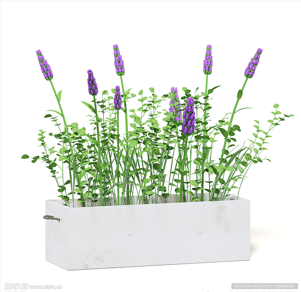 C4D模型 薰衣草花