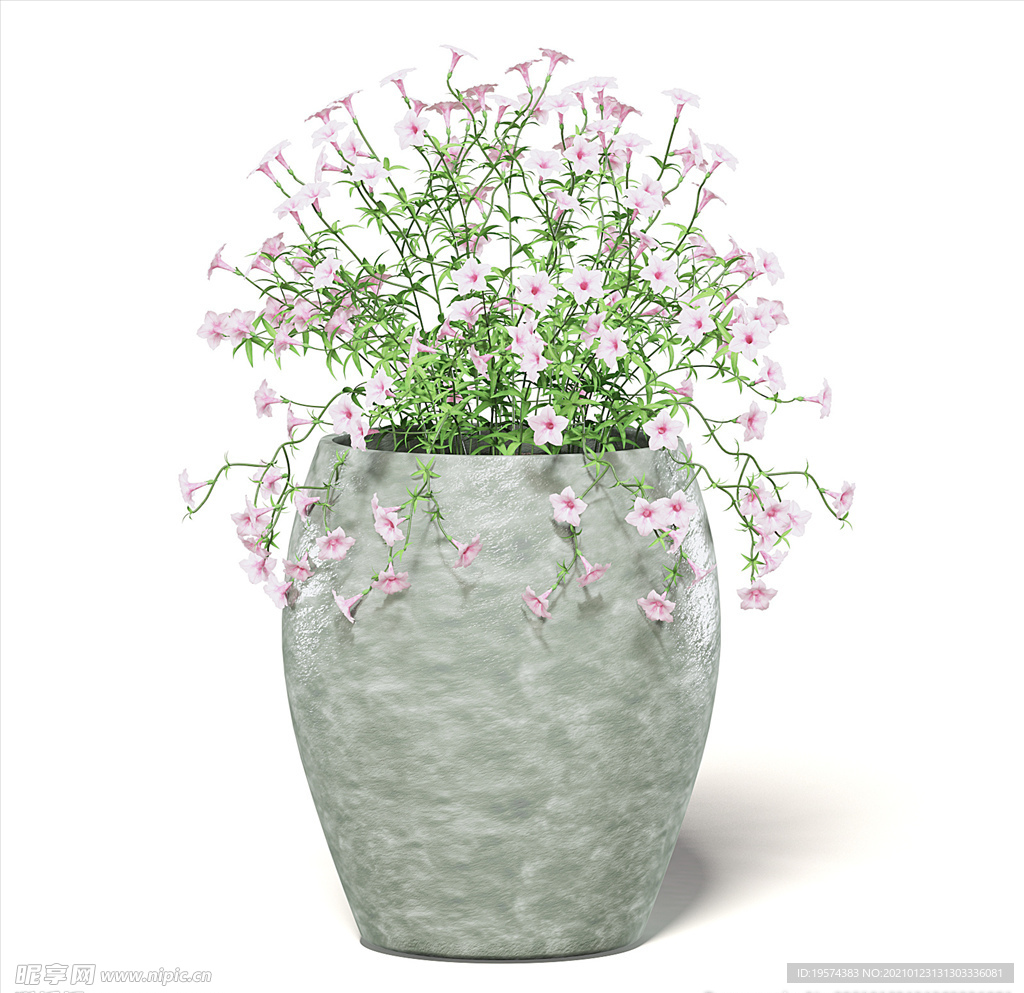 C4D模型 牵牛花