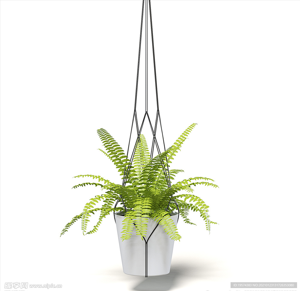 C4D模型 肾蕨
