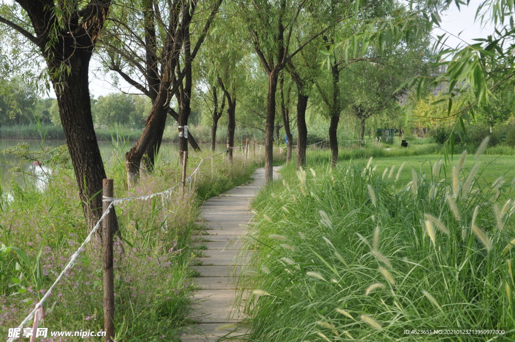 园林景观之滨水植物景观
