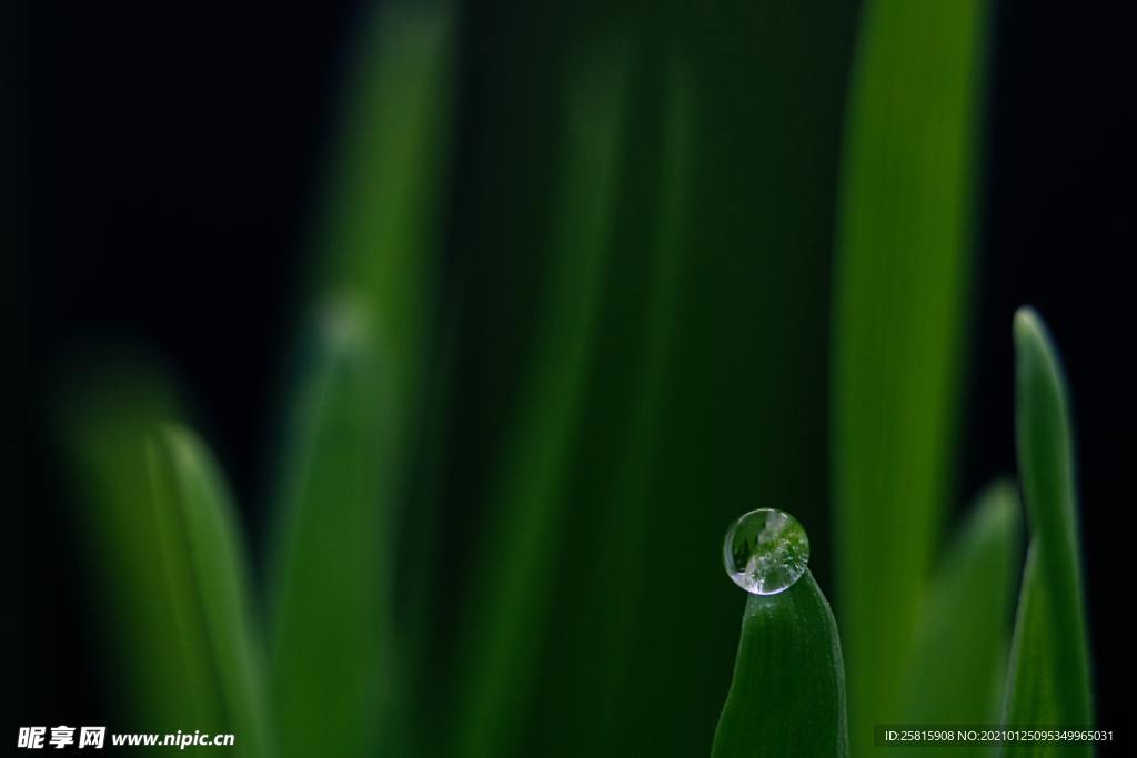 绿叶水珠