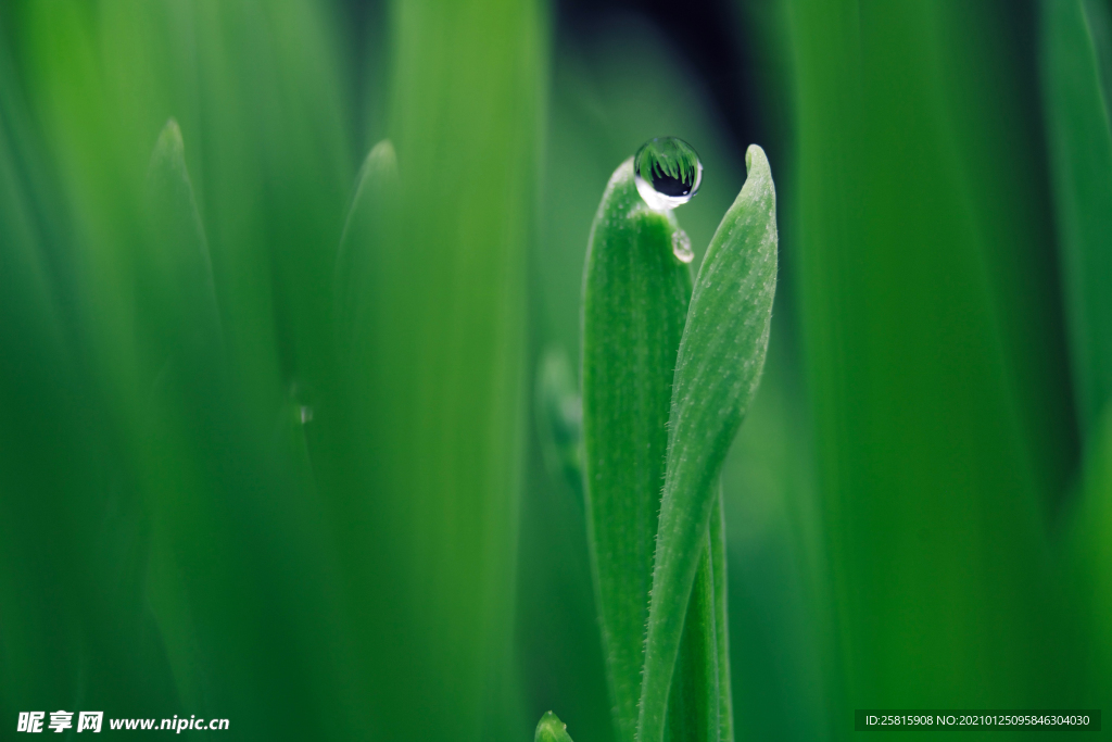绿叶水珠