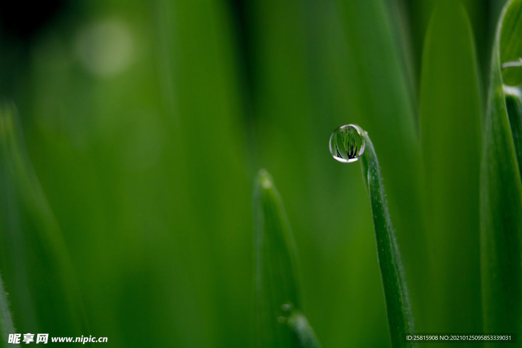 绿叶水珠