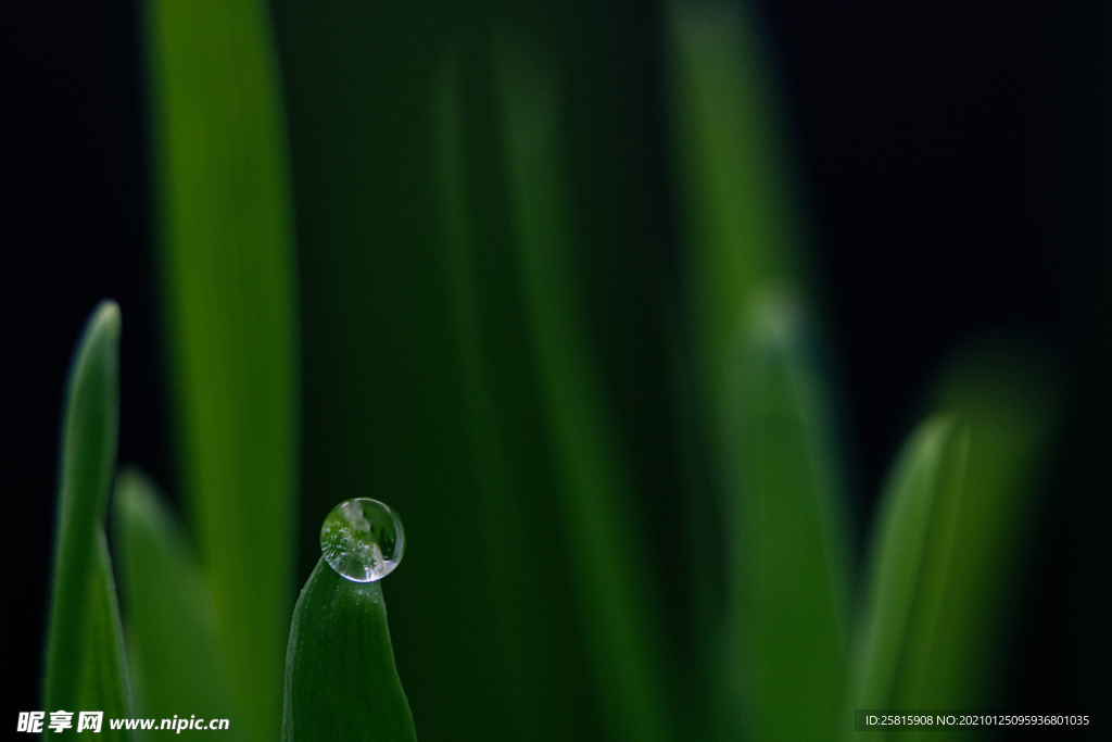 绿叶水珠