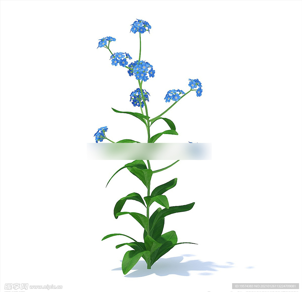 C4D模型 倒提壶花草