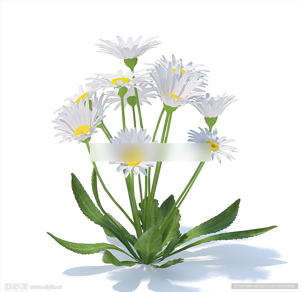 C4D模型 菊花
