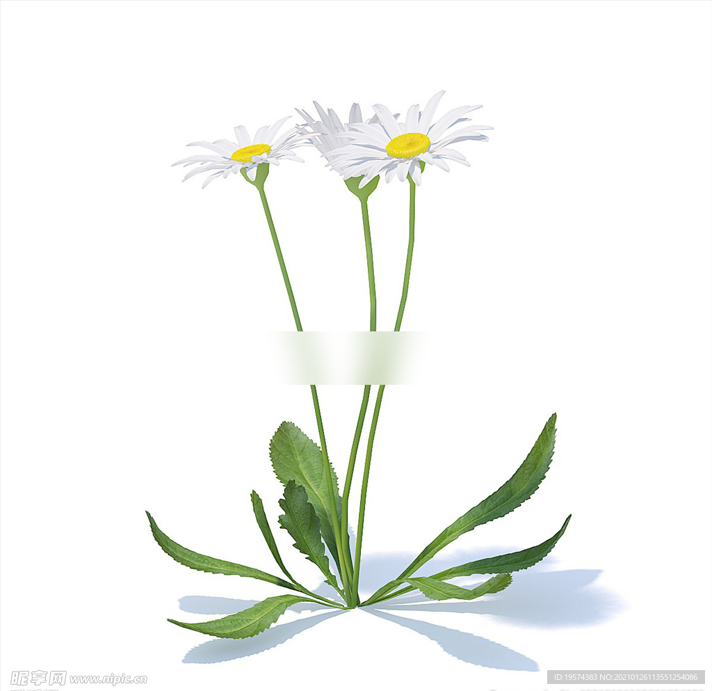 C4D模型 菊花