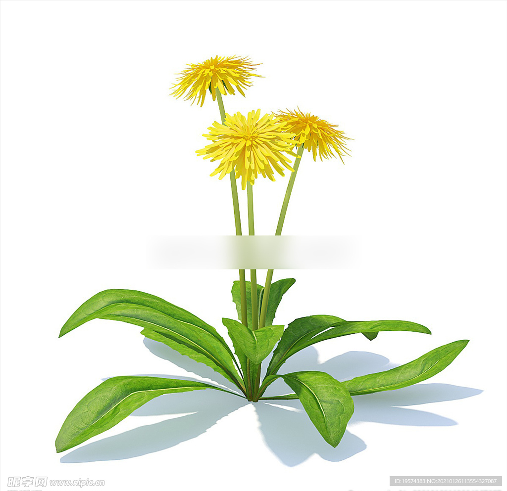C4D模型 菊花