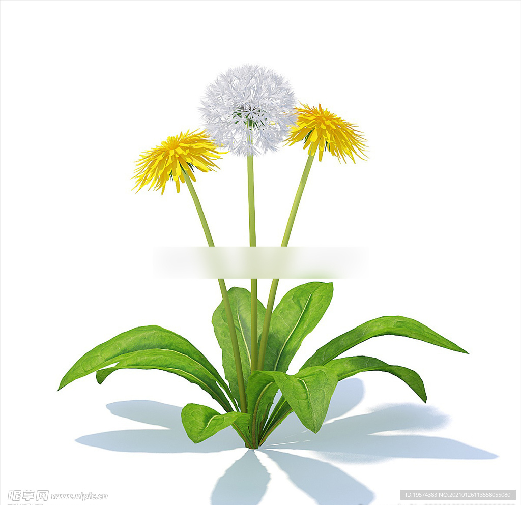 C4D模型 菊花蒲公英