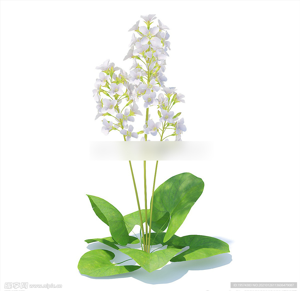 C4D模型 虾脊兰
