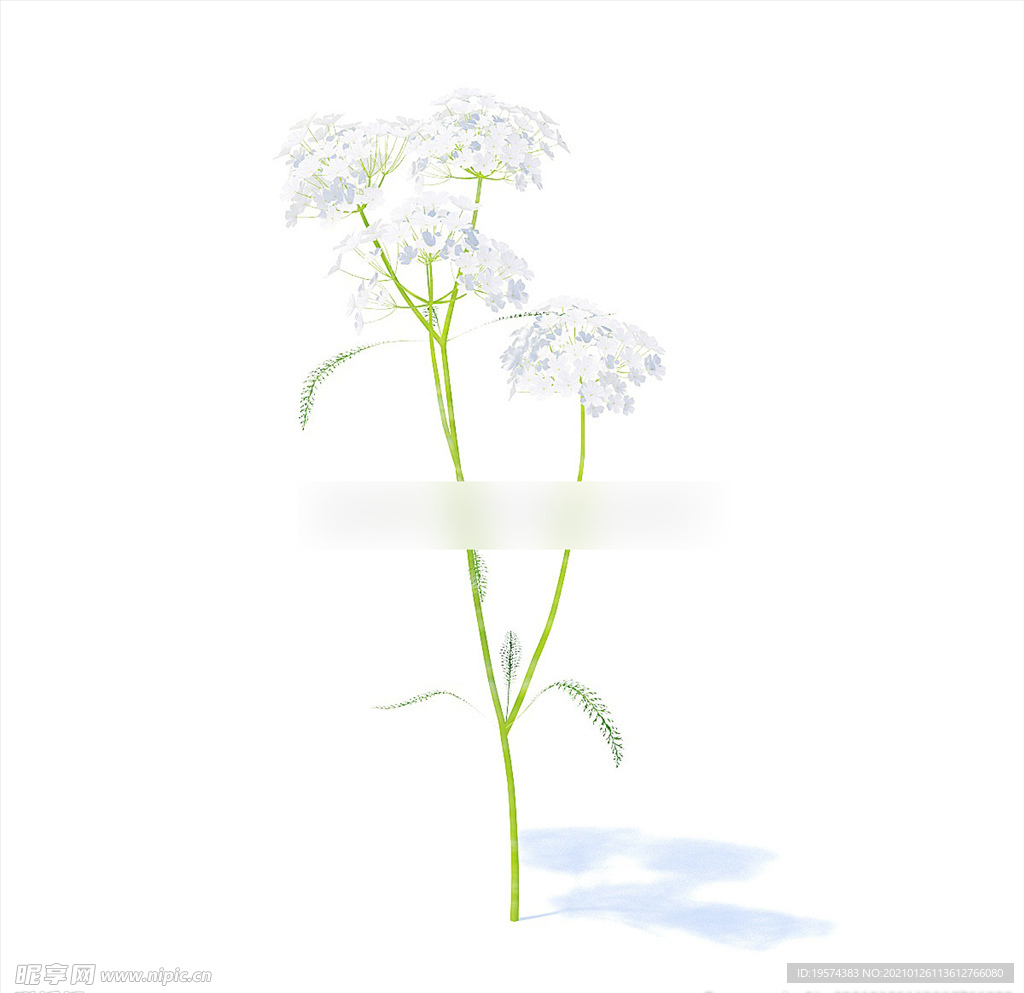 C4D模型 峨参