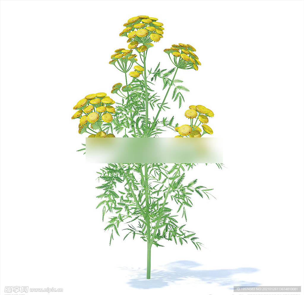 C4D模型 万寿菊