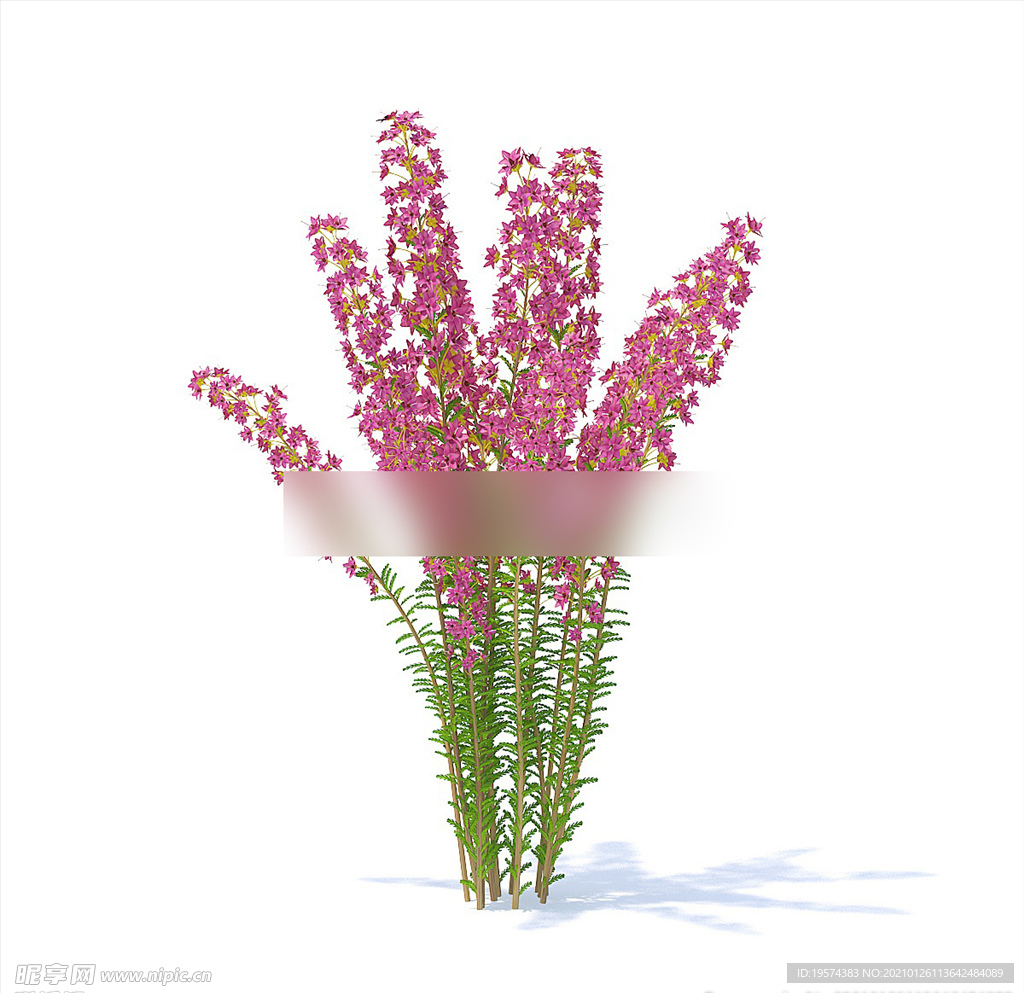 C4D模型 紫薇