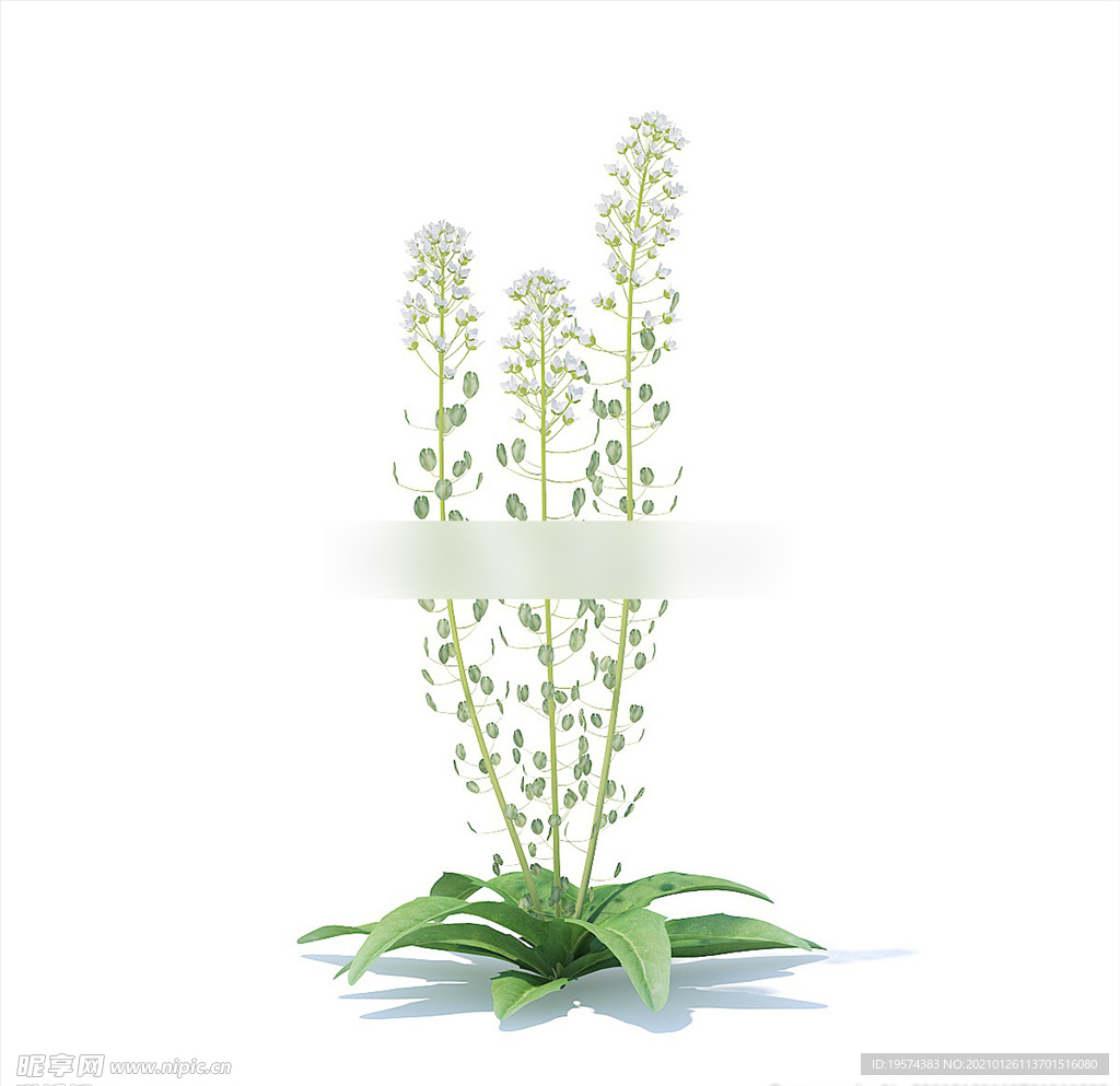 C4D模型 虾脊兰