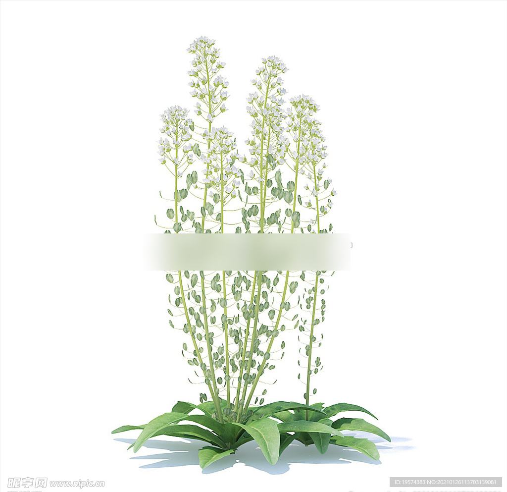 C4D模型 虾脊兰