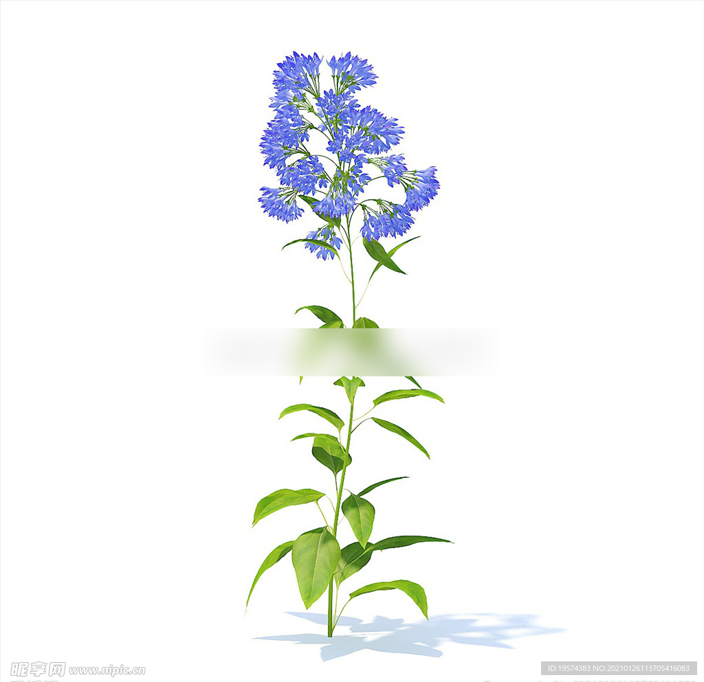C4D模型 翠雀