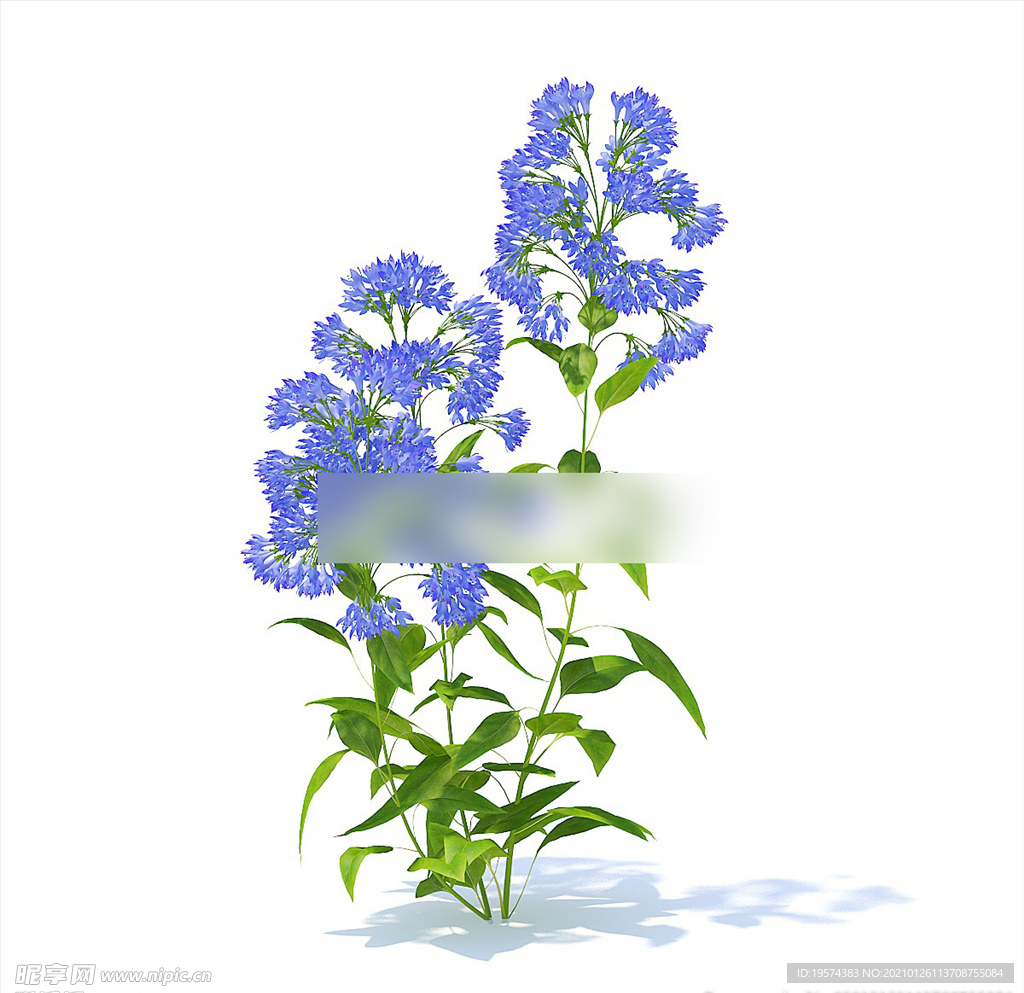 C4D模型 翠雀