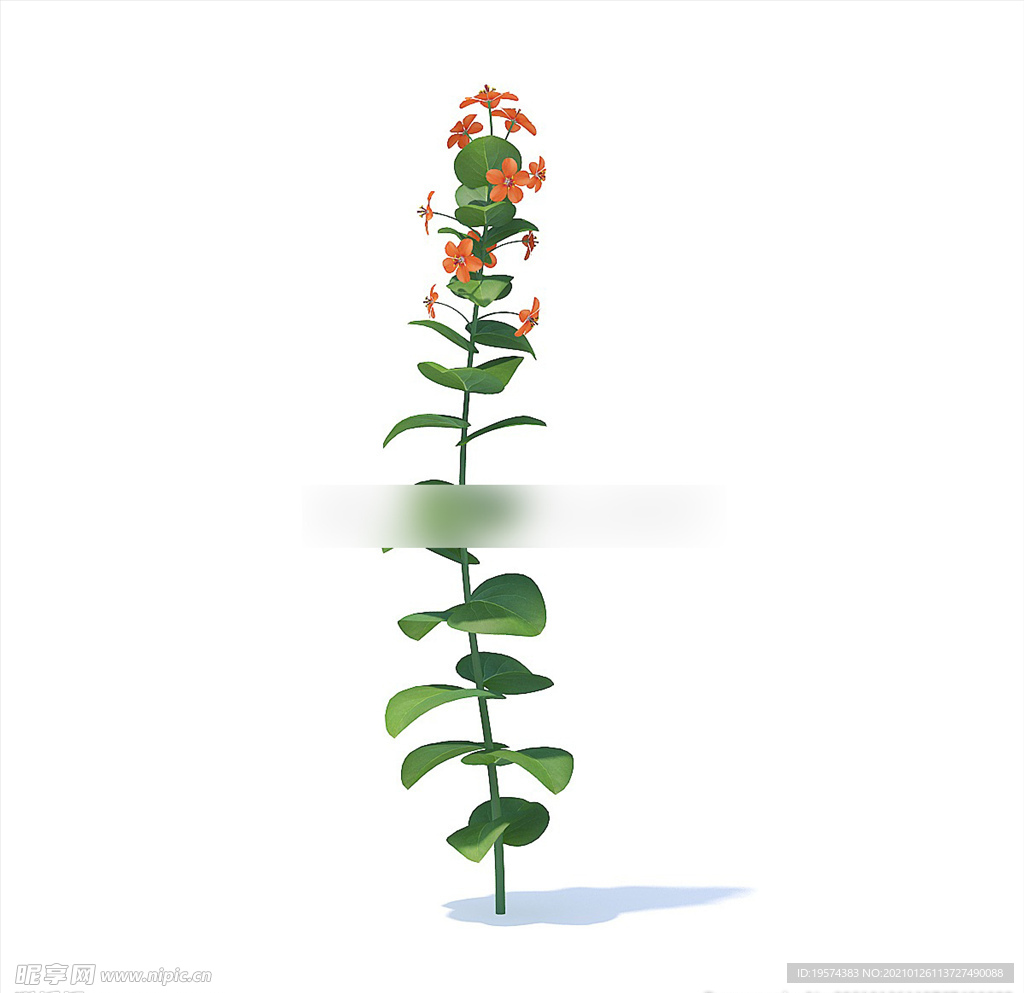 C4D模型 倒提壶花草