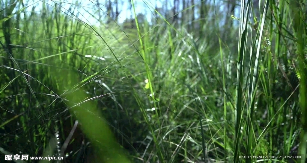 高清青草丛中穿行美景