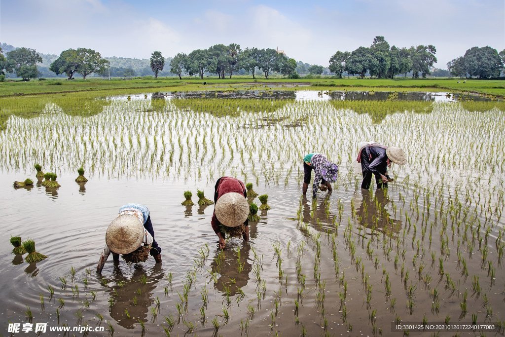 插秧的农民